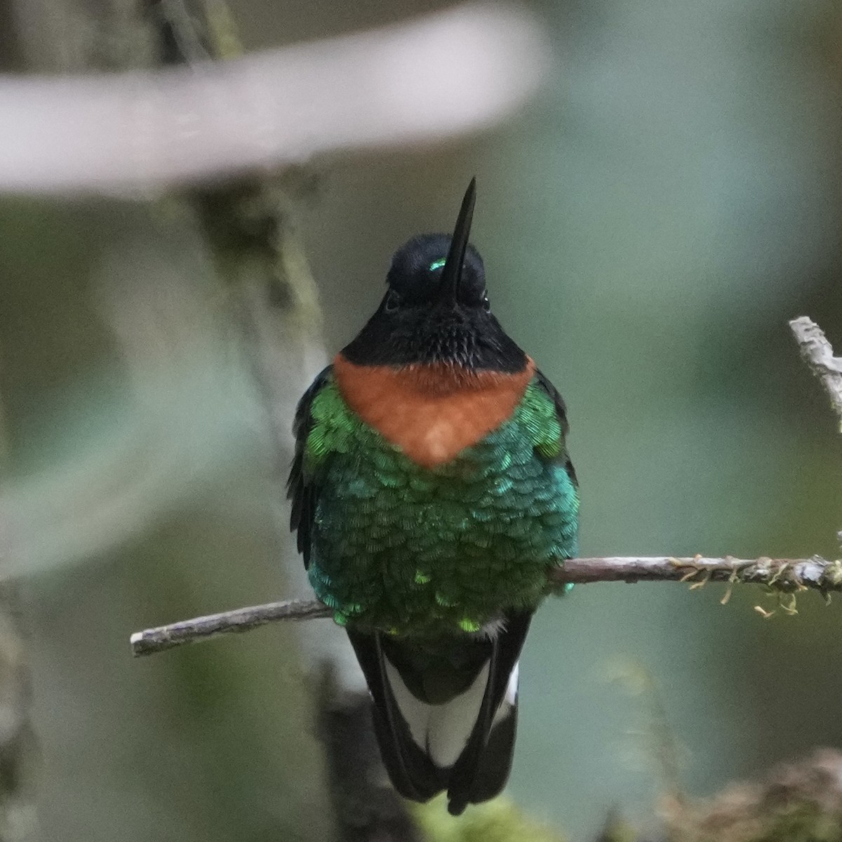 Gould's Inca - ML643633771