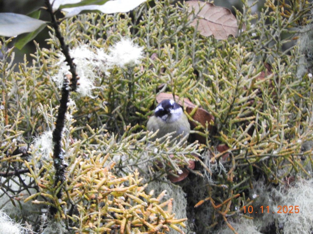 Sooty-capped Chlorospingus - ML643633775