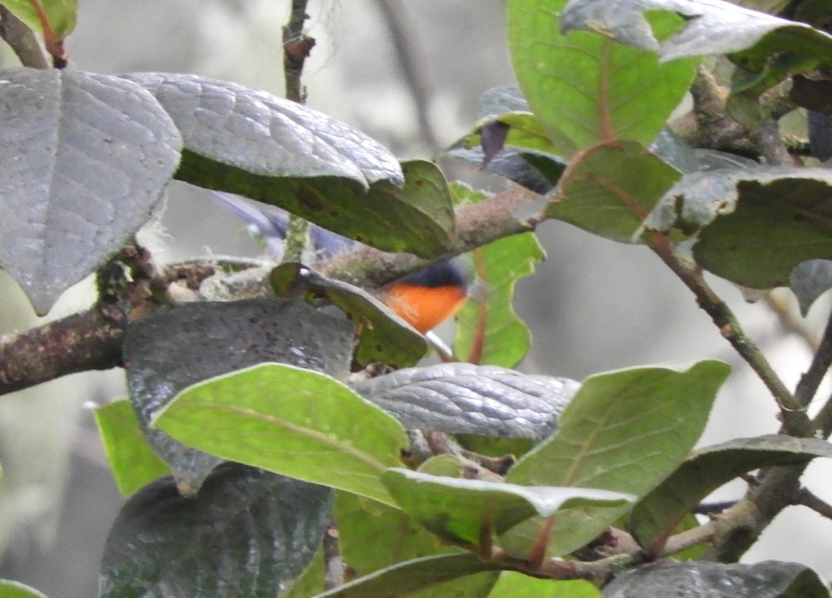 Flame-throated Warbler - ML643633783