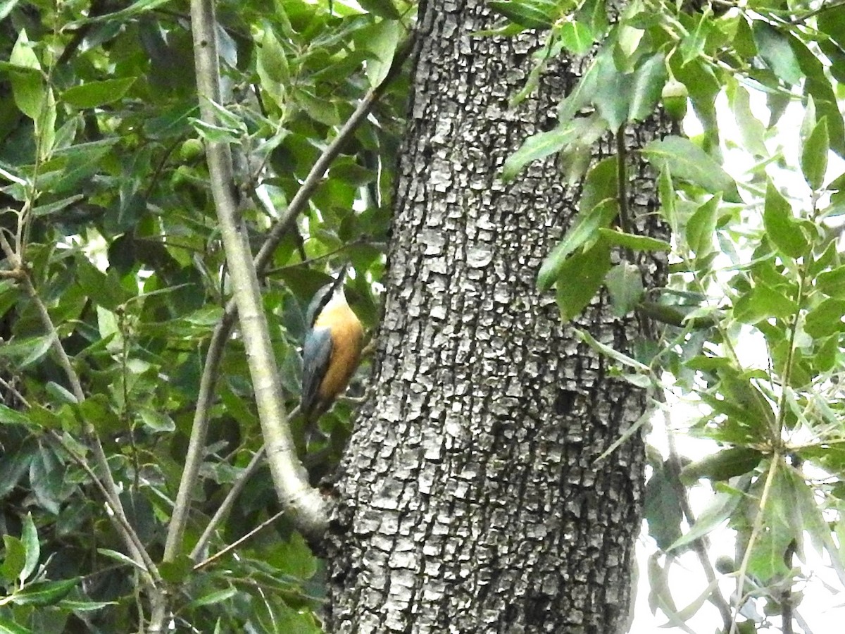 Eurasian Nuthatch - ML643633784