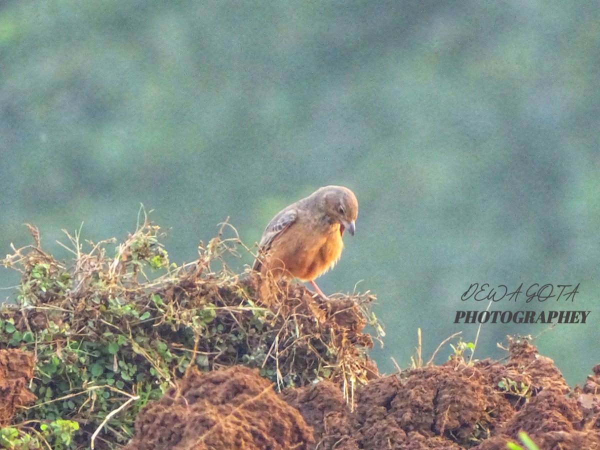 Rufous-tailed Lark - ML643633788