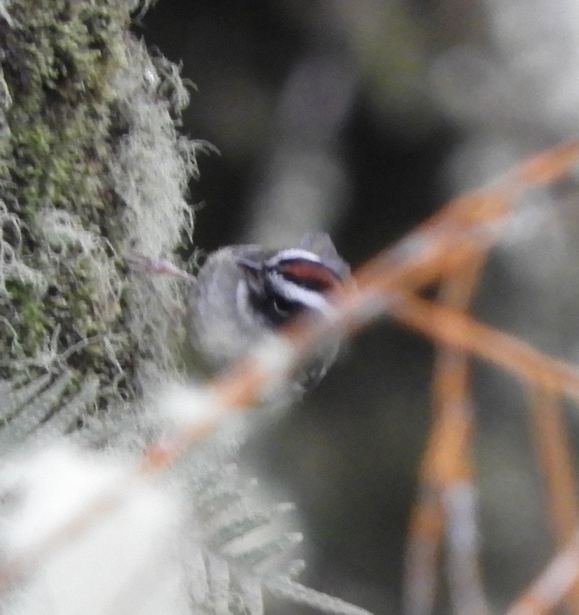 Black-cheeked Warbler - ML643633796