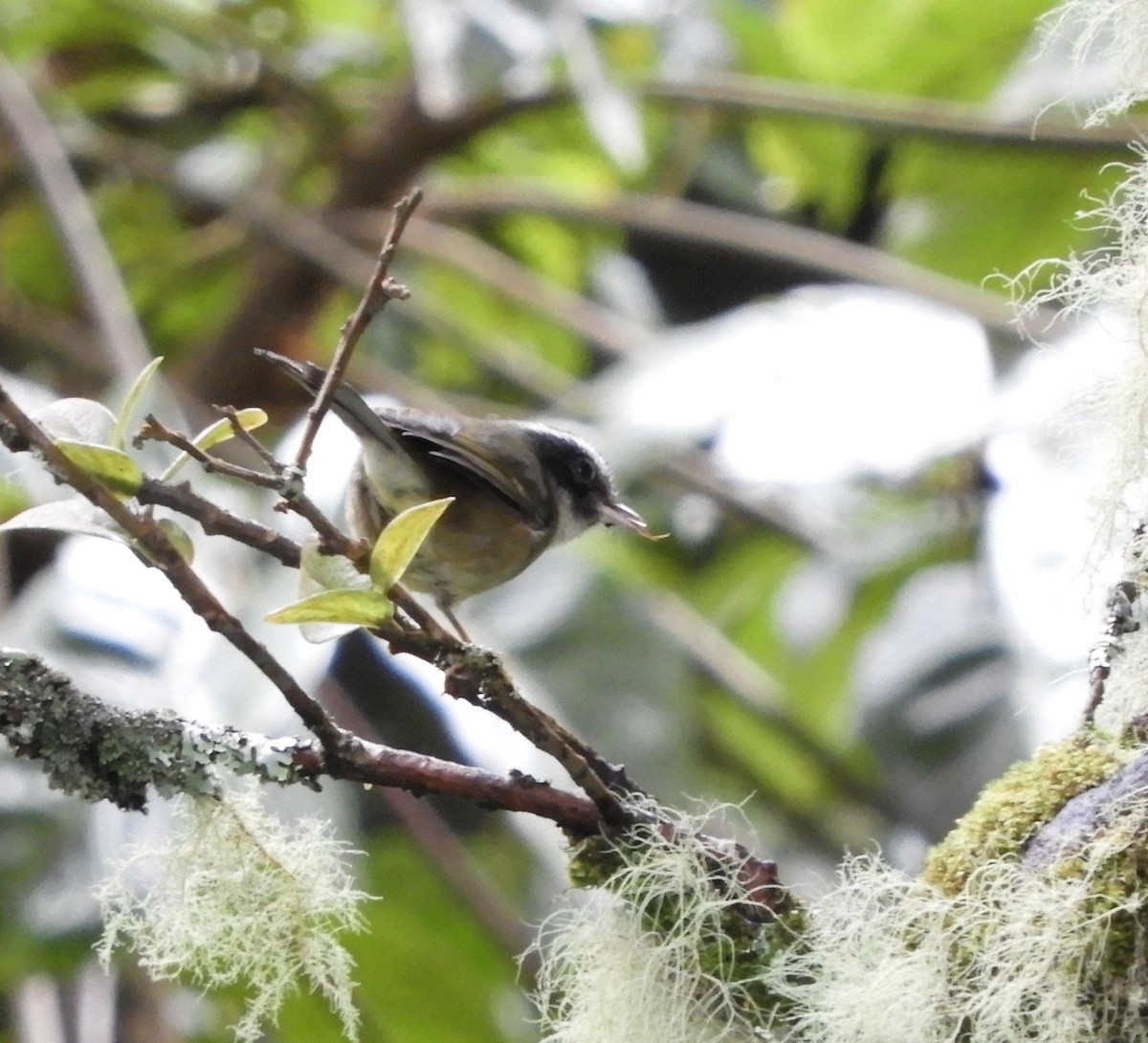 Black-cheeked Warbler - ML643633797