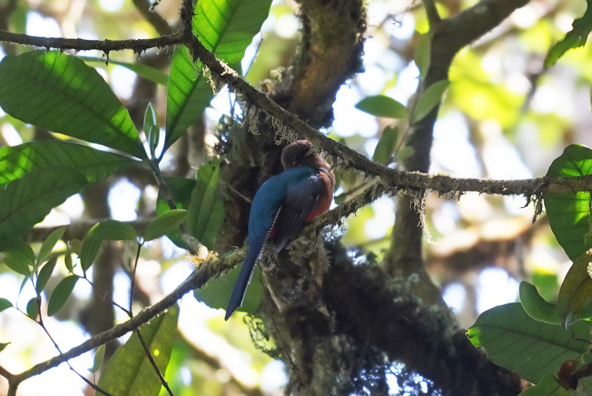 Bar-tailed Trogon - ML643633804