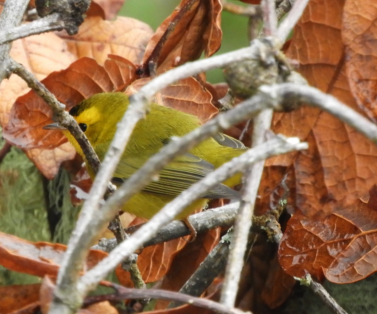 Wilson's Warbler - ML643633808