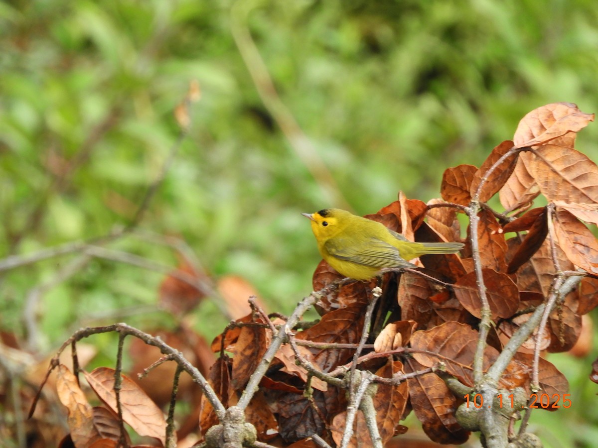 Wilson's Warbler - ML643633809