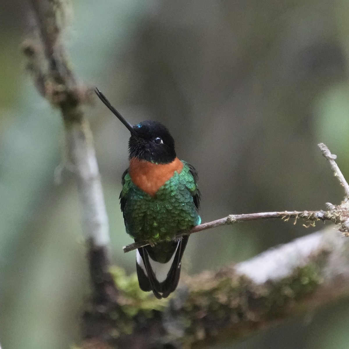 Gould's Inca - ML643633839