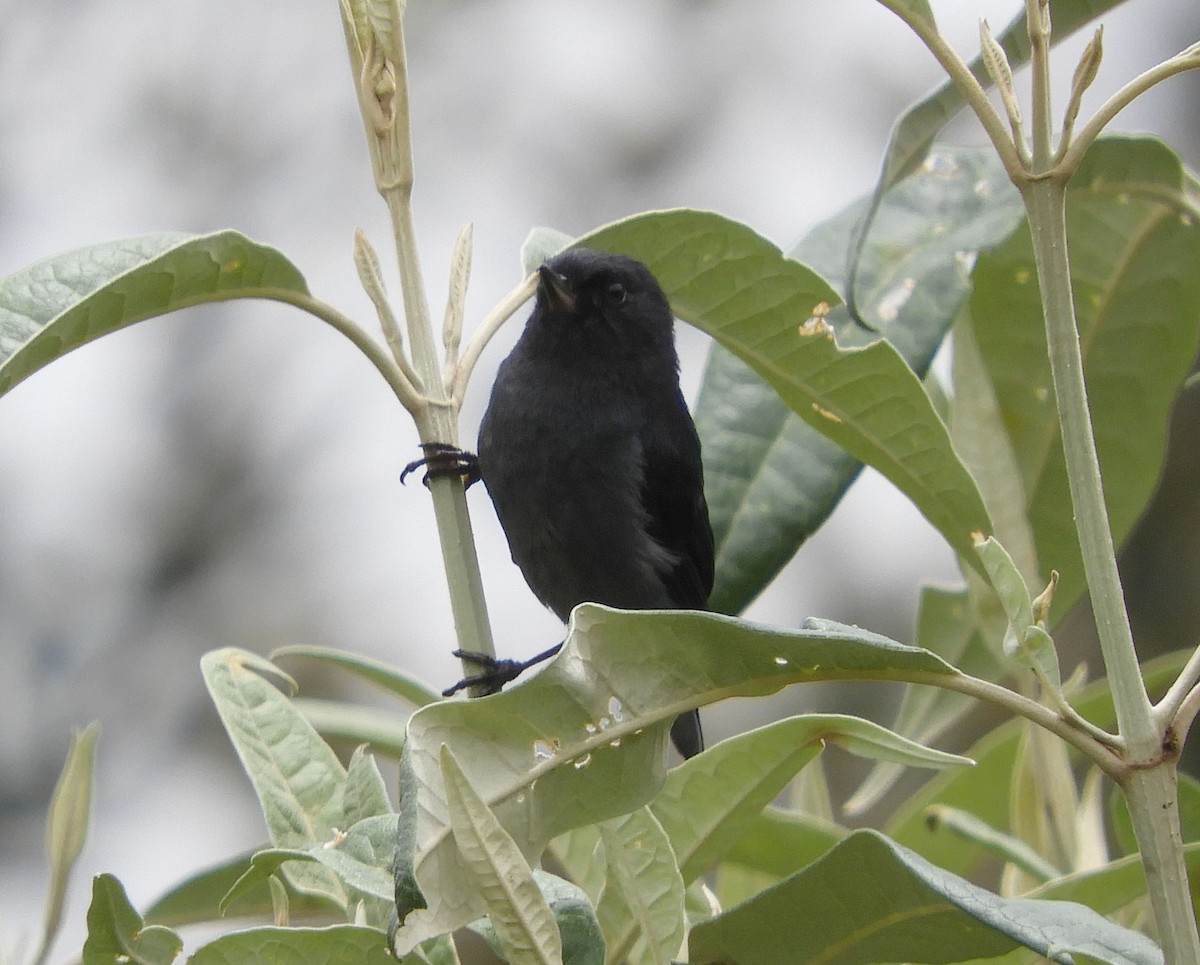 Slaty Flowerpiercer - ML643633845