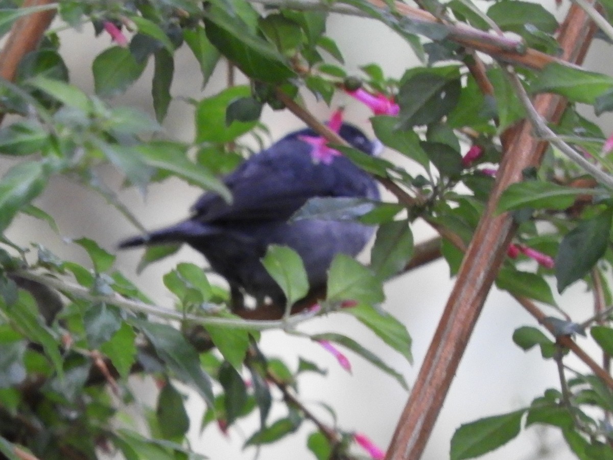 Slaty Flowerpiercer - ML643633846