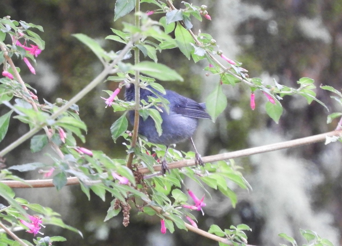 Slaty Flowerpiercer - ML643633847