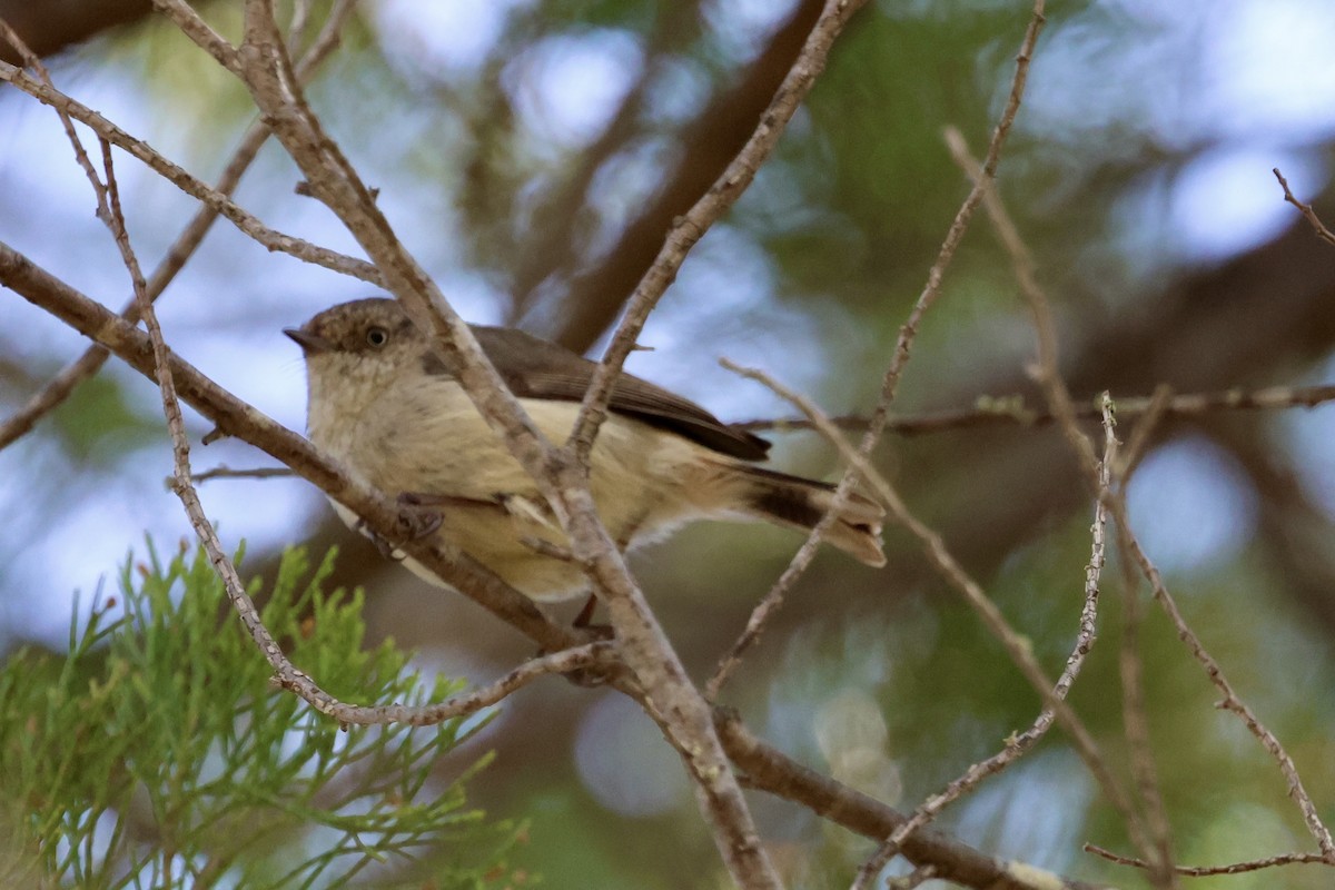 Buff-rumped Thornbill - ML643633892