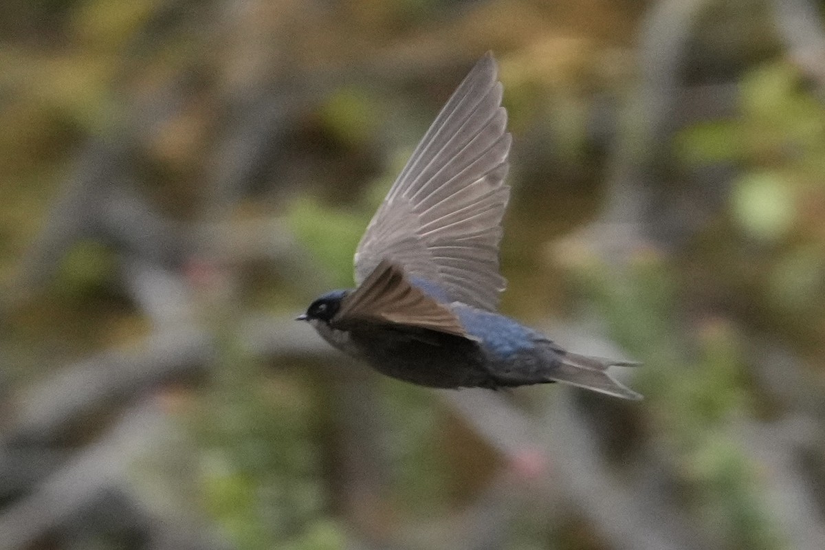 Brown-bellied Swallow - ML643633898