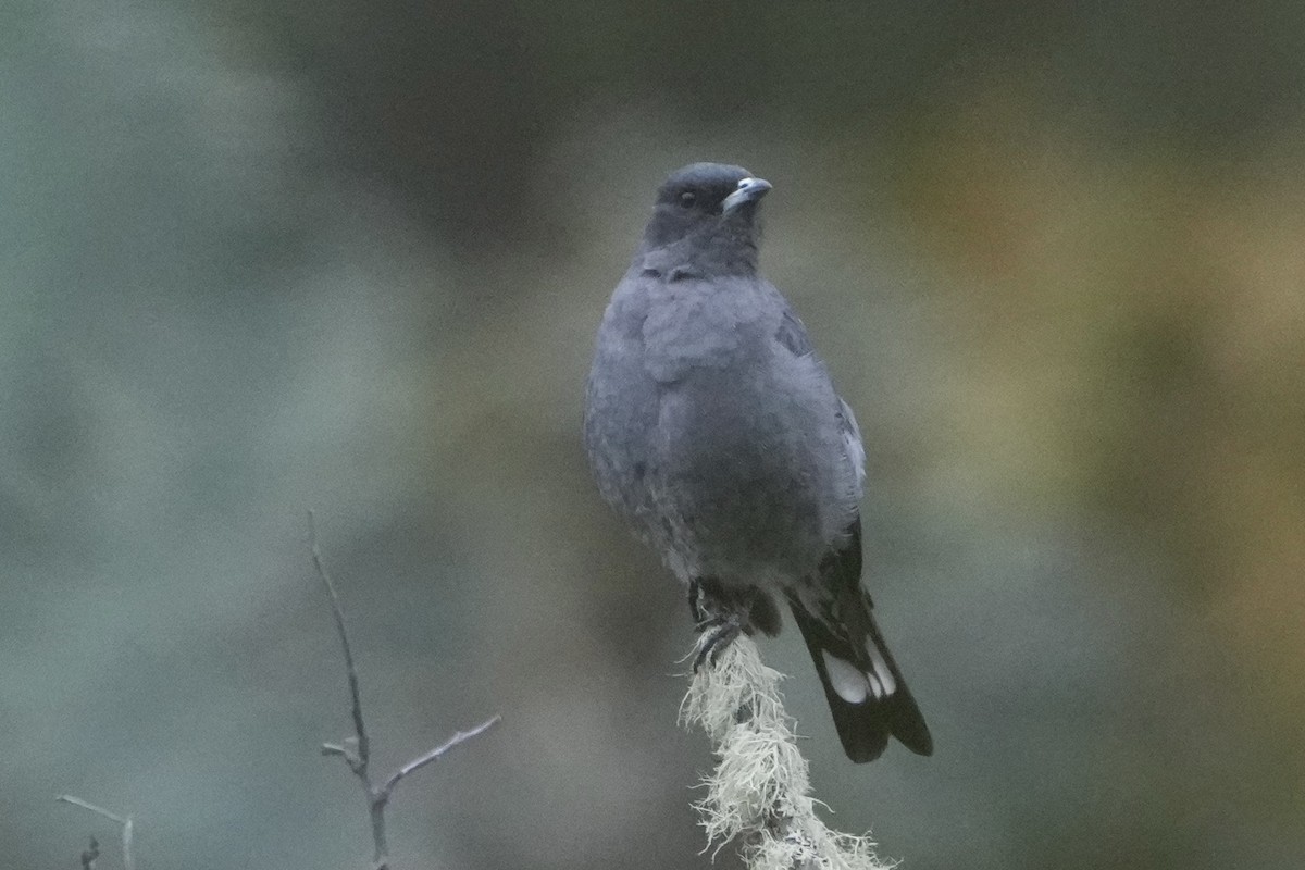 Red-crested Cotinga - ML643633908