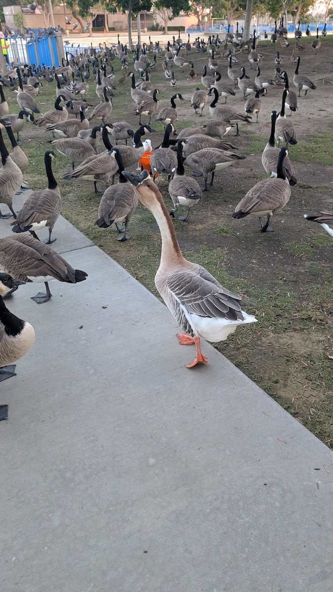 Swan Goose (Domestic type) - ML643633910