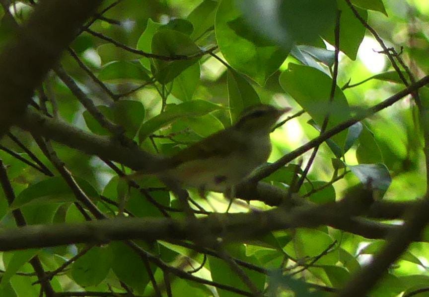Sakhalin Leaf Warbler - ML643633954