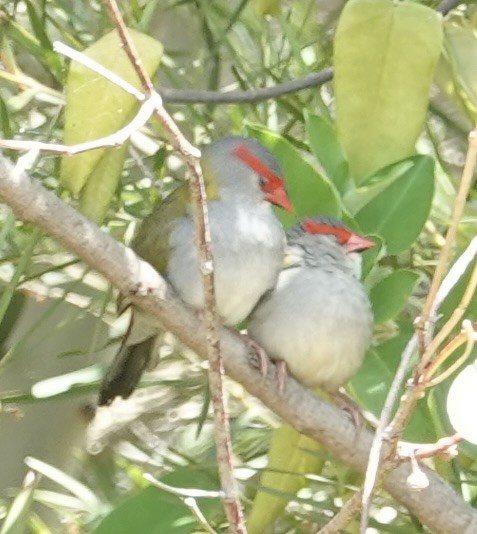 Red-browed Firetail - ML643633956