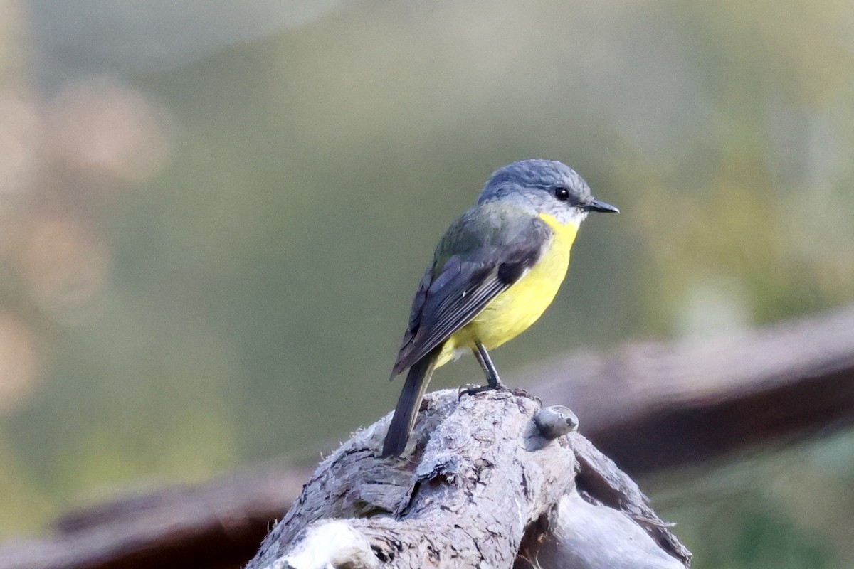 Eastern Yellow Robin - ML643633974