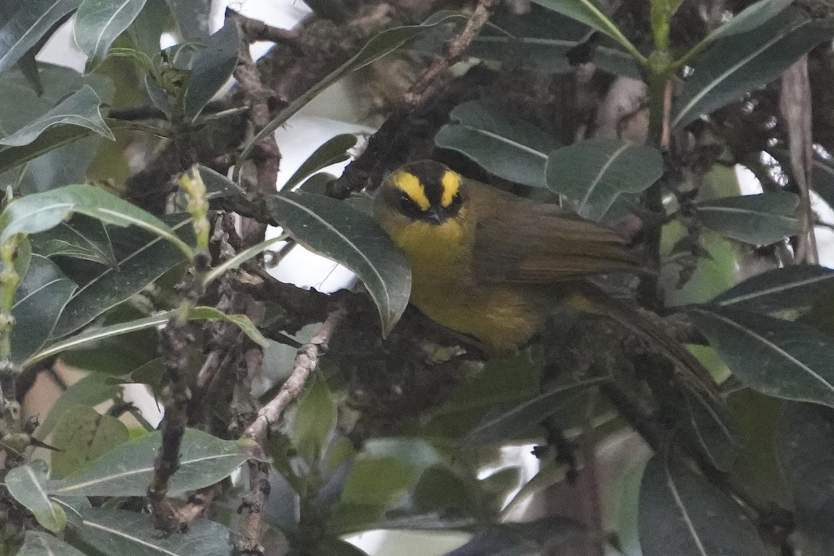 Citrine Warbler (Bolivian) - ML643633992