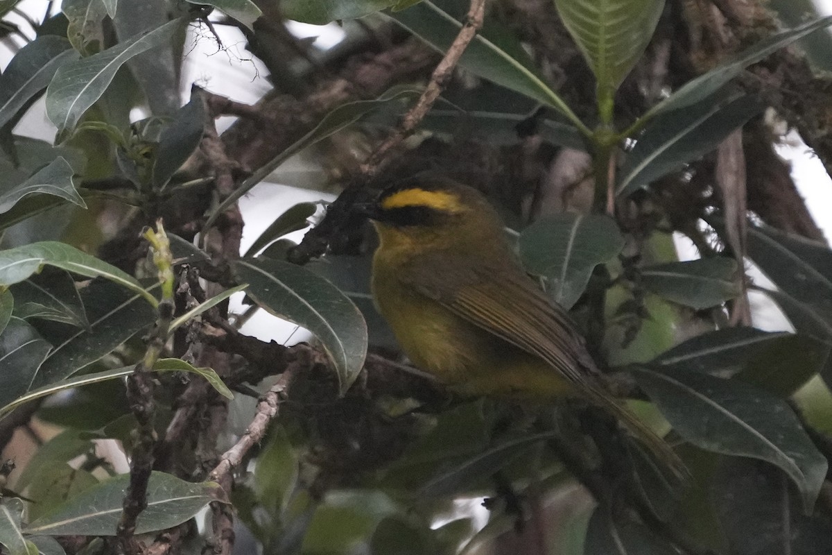 Citrine Warbler (Bolivian) - ML643633994