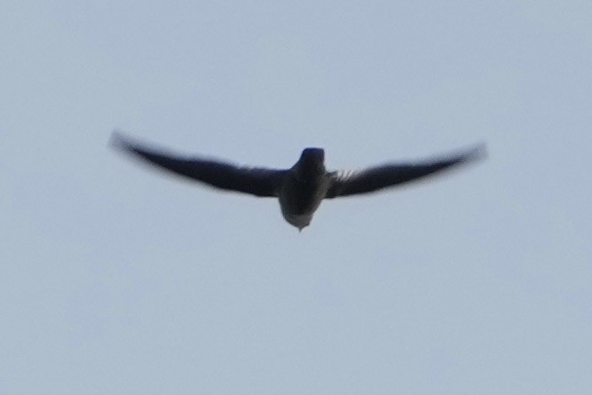 Chapman's Swift - ML643634008