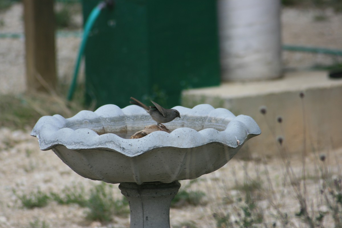 Chipping Sparrow - ML643634012