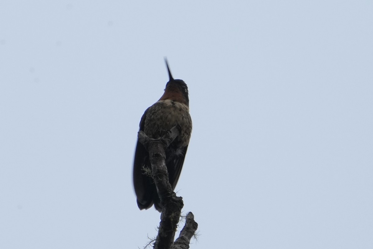 Amethyst-throated Sunangel - ML643634014
