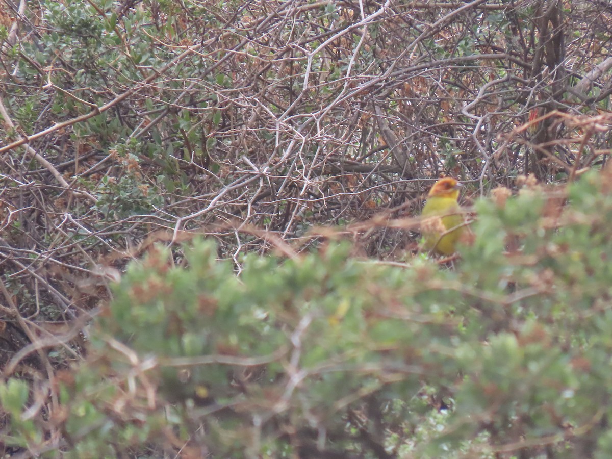Fulvous-headed Brushfinch - ML643634035