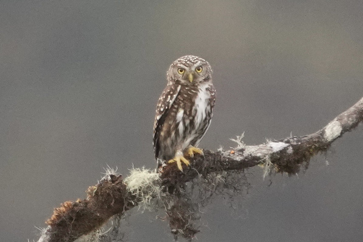 Yungas Pygmy-Owl - ML643634036