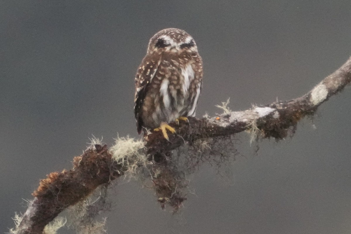 Yungas Pygmy-Owl - ML643634043