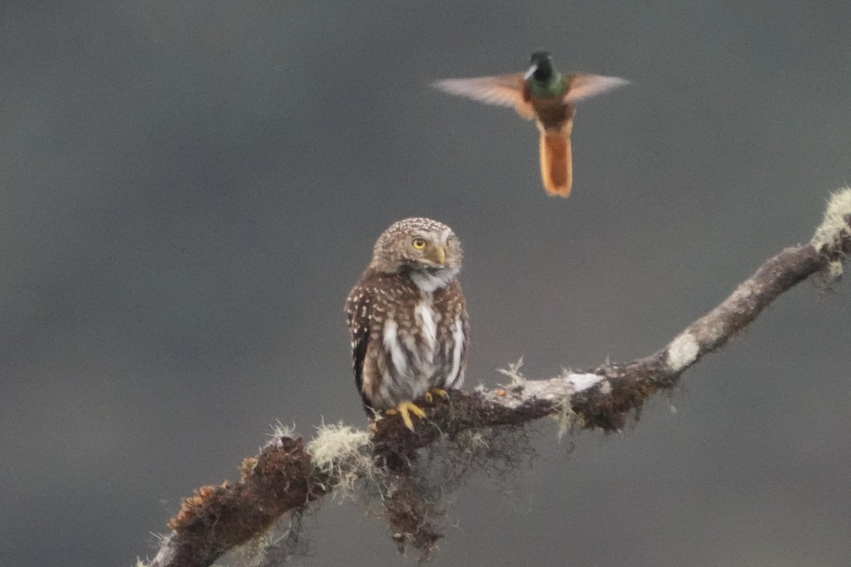 Yungas Pygmy-Owl - ML643634046