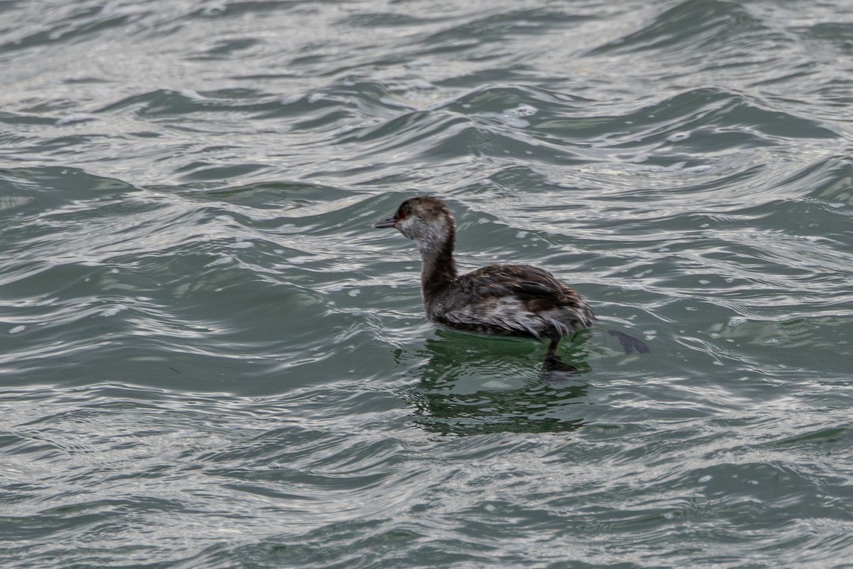 Horned Grebe - ML643634053