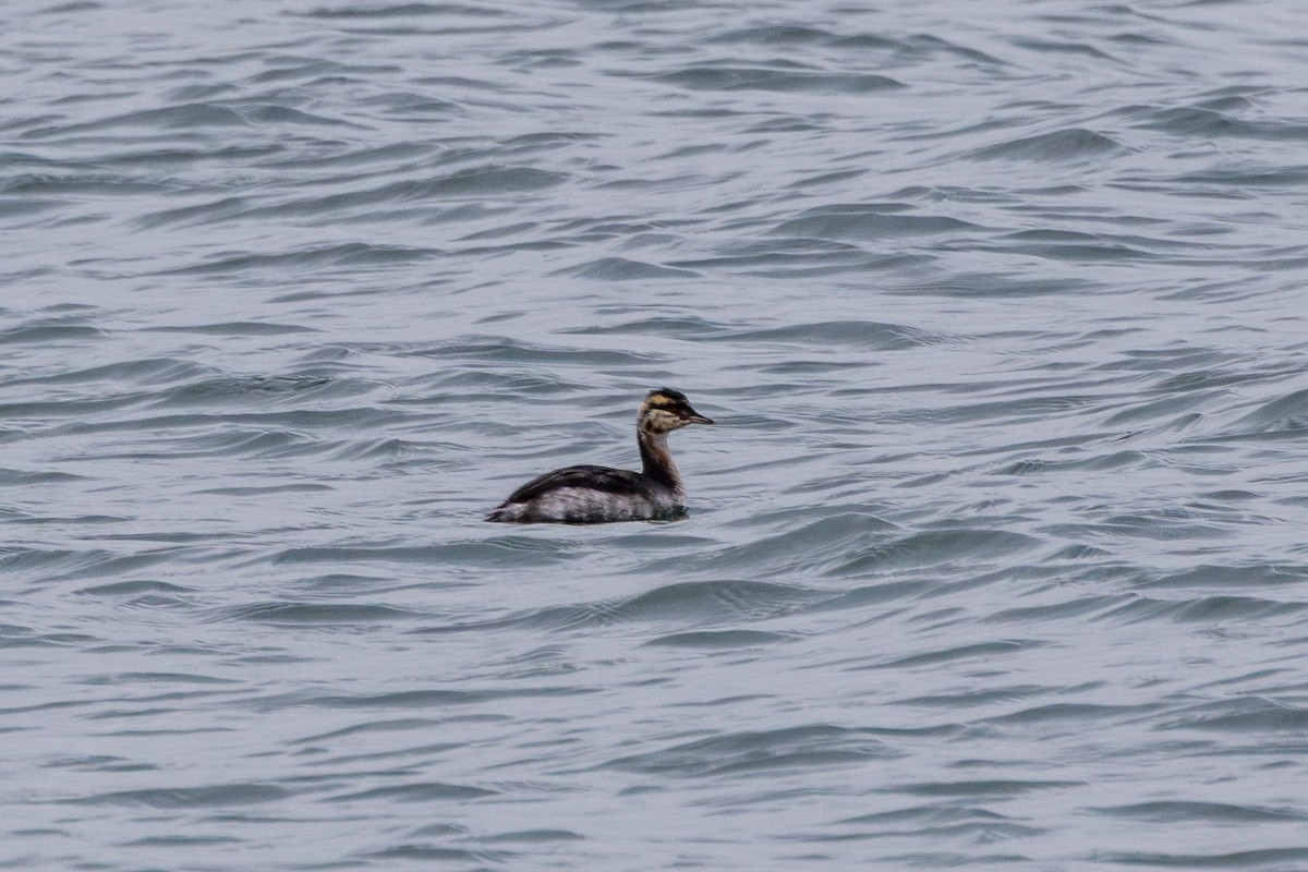 Horned Grebe - ML643634055