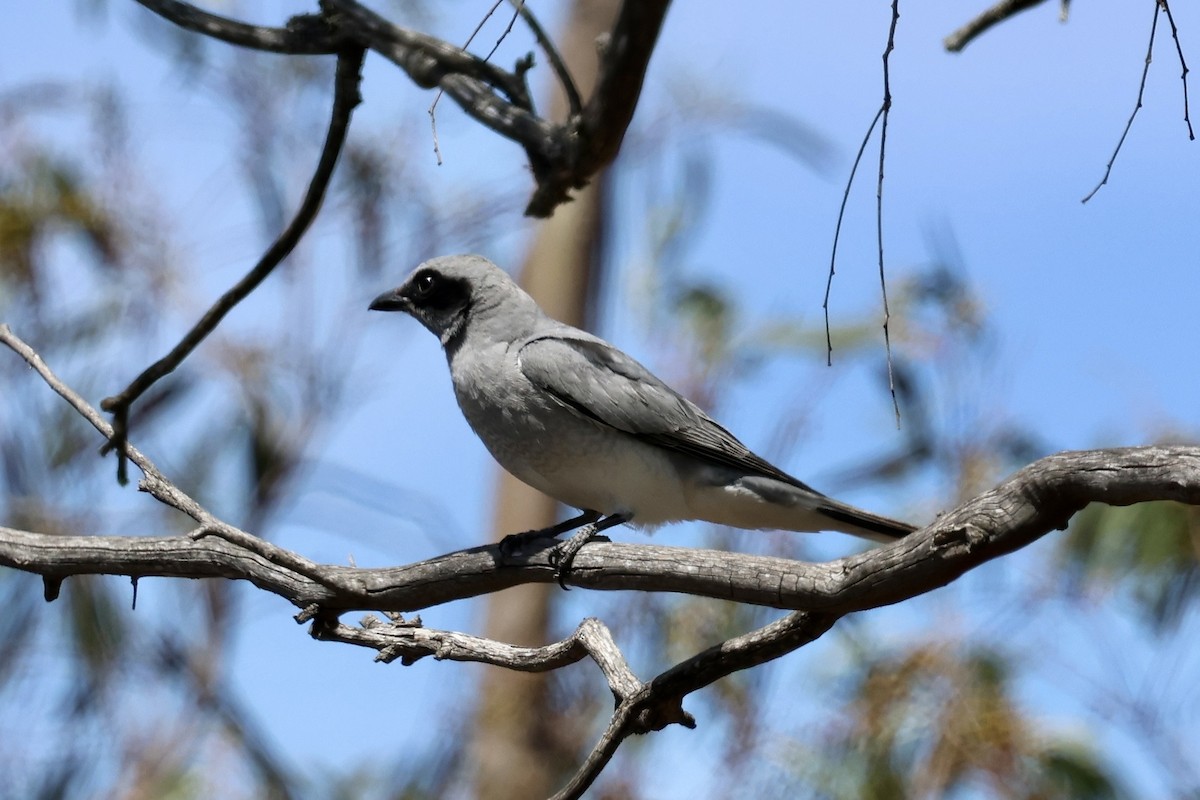 Black-faced Cuckooshrike - ML643634060