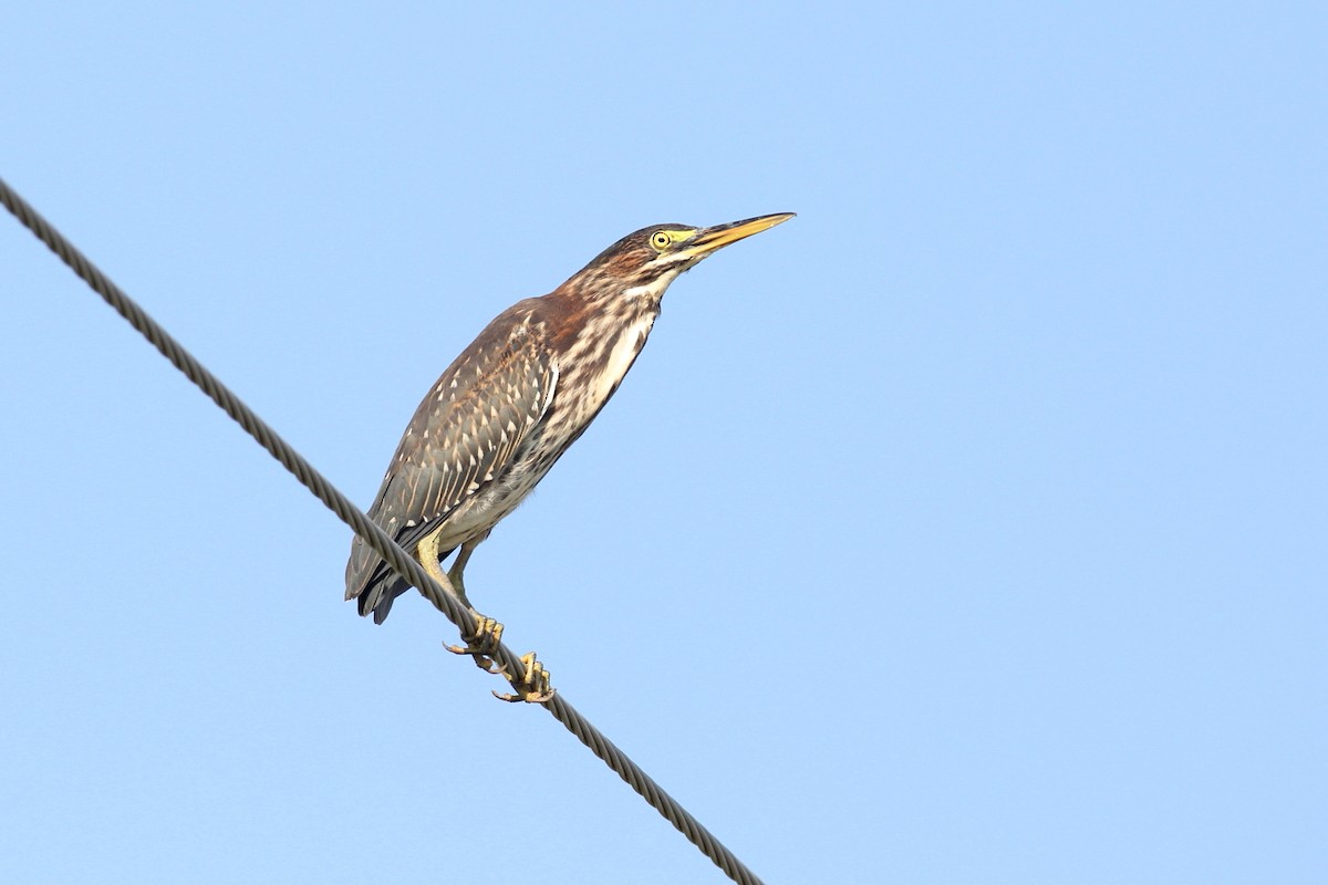 Green Heron - ML64363411