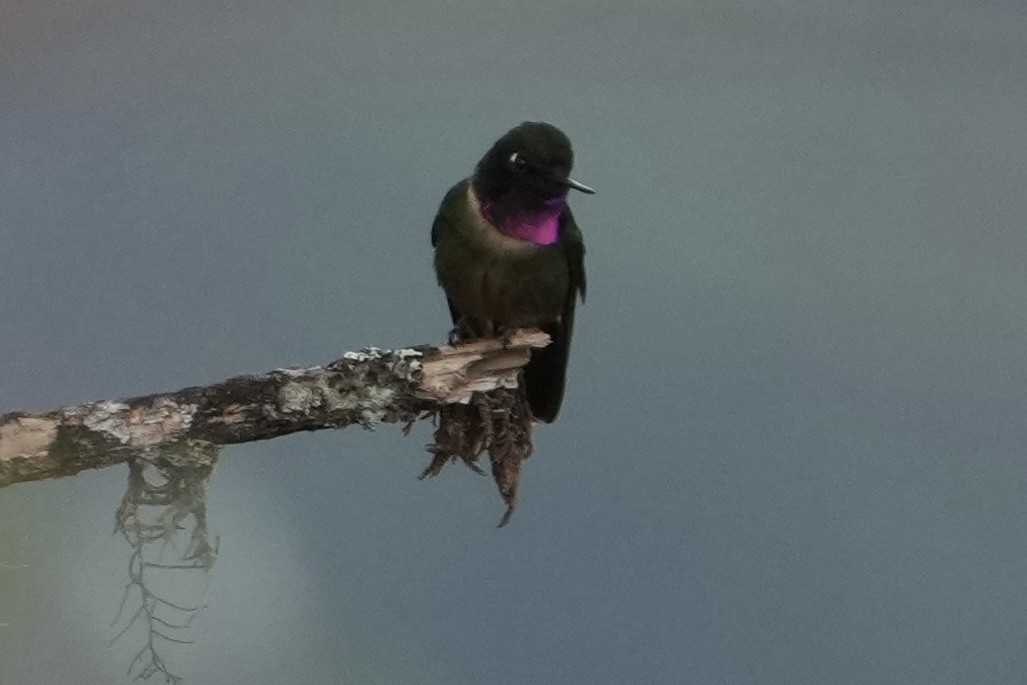 Amethyst-throated Sunangel - ML643634112