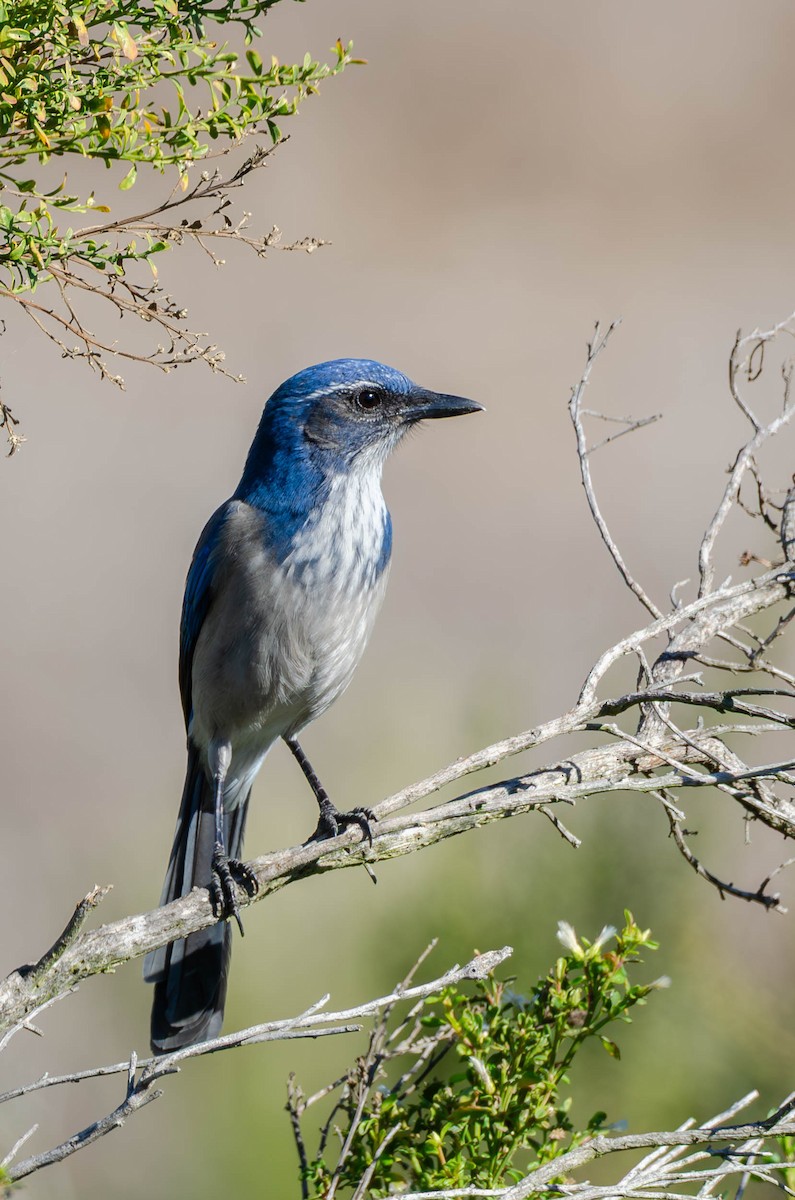 California Scrub-Jay - ML643634118