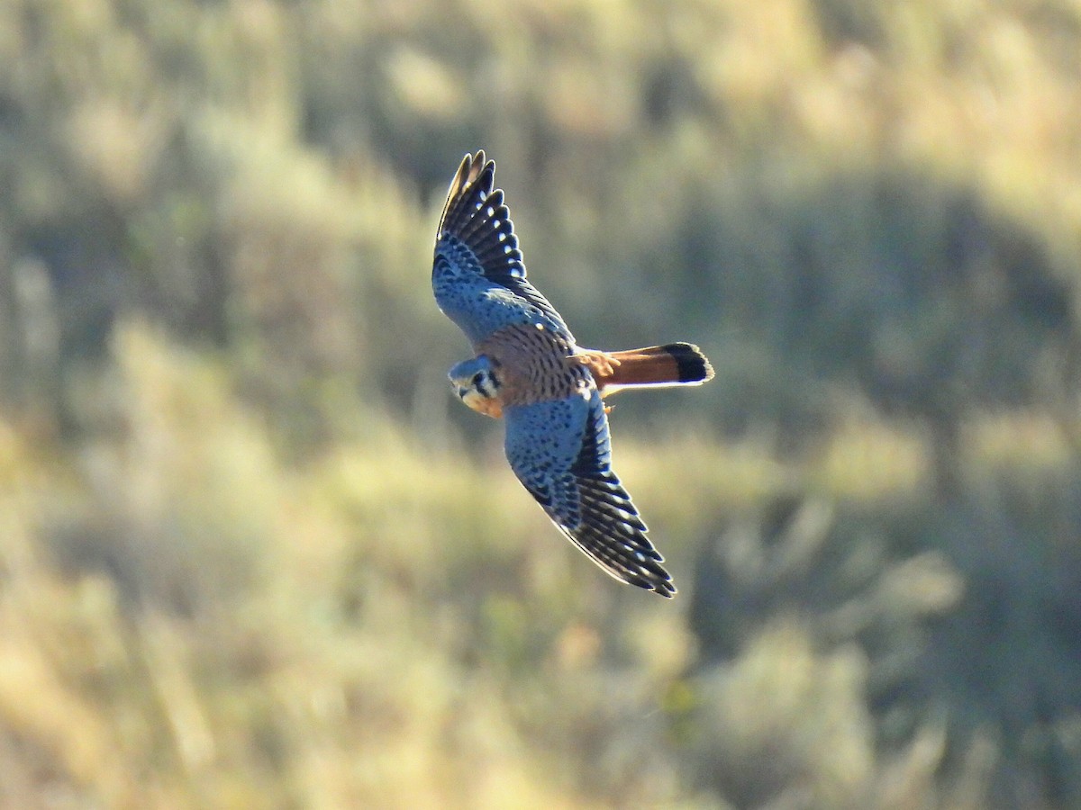 American Kestrel - ML643634119