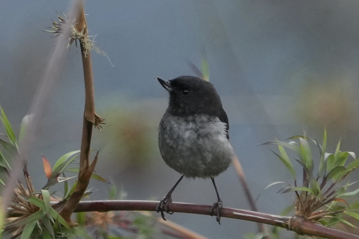 Gray-bellied Flowerpiercer - ML643634124