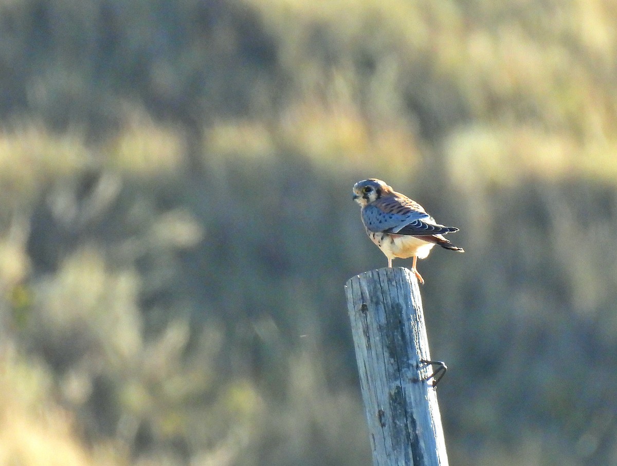 American Kestrel - ML643634126