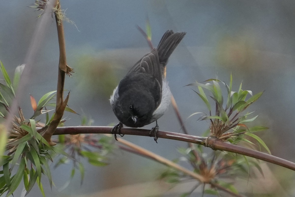 Gray-bellied Flowerpiercer - ML643634127