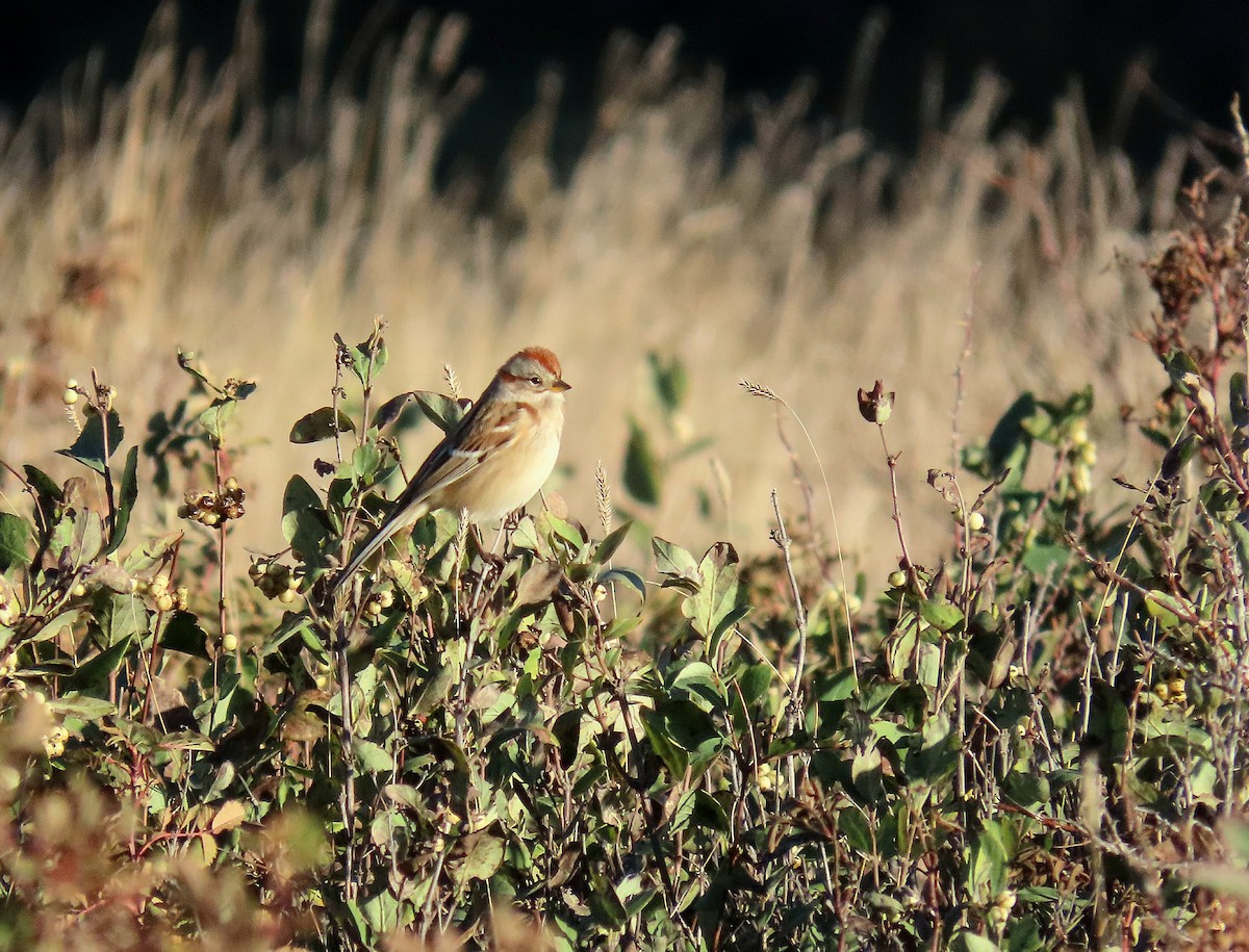 American Tree Sparrow - ML643634129