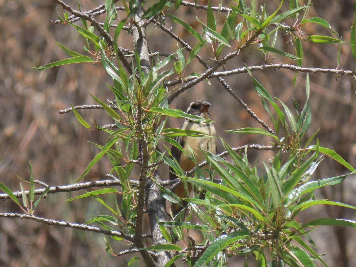 Golden-billed Saltator - ML643634133