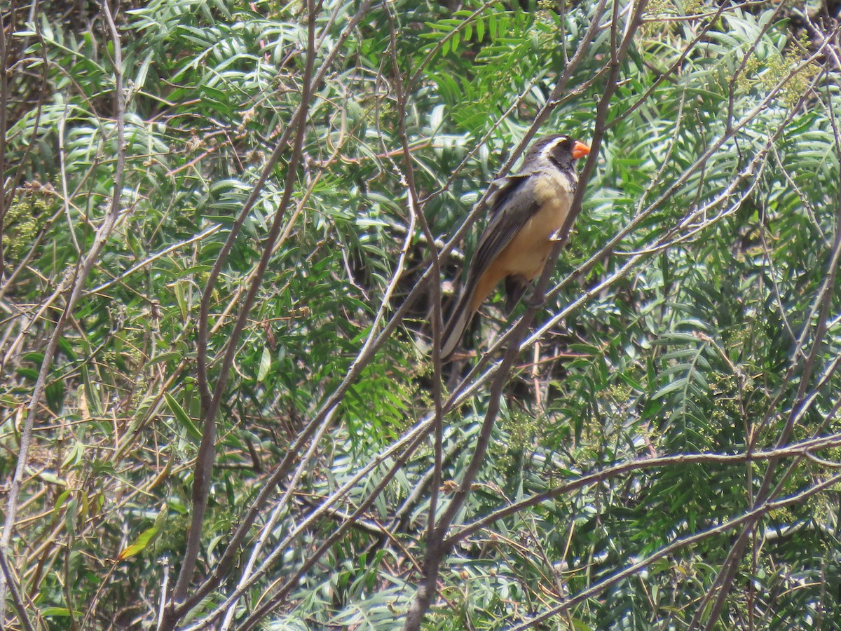 Golden-billed Saltator - ML643634134