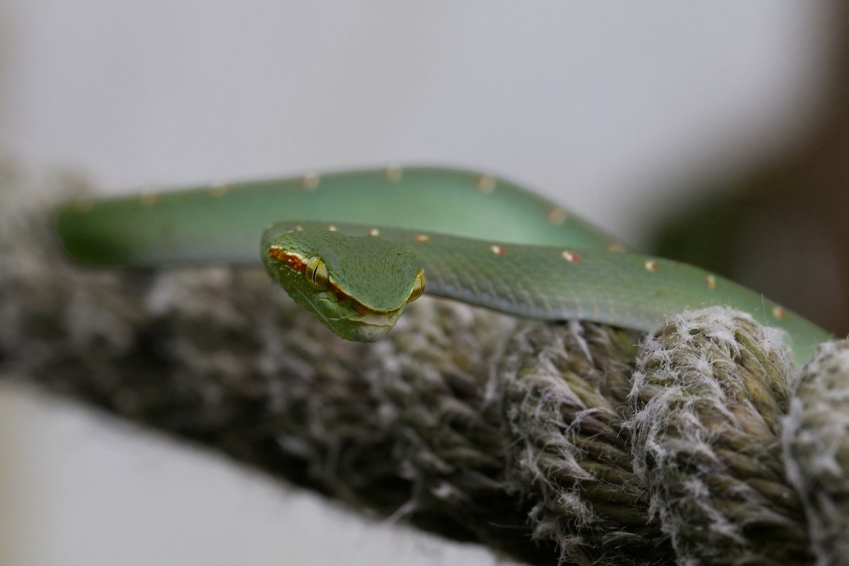 Wagler's Pit Viper - ML643634151