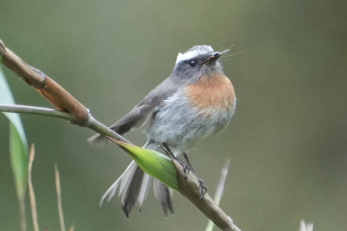 Rufous-breasted Chat-Tyrant - ML643634173