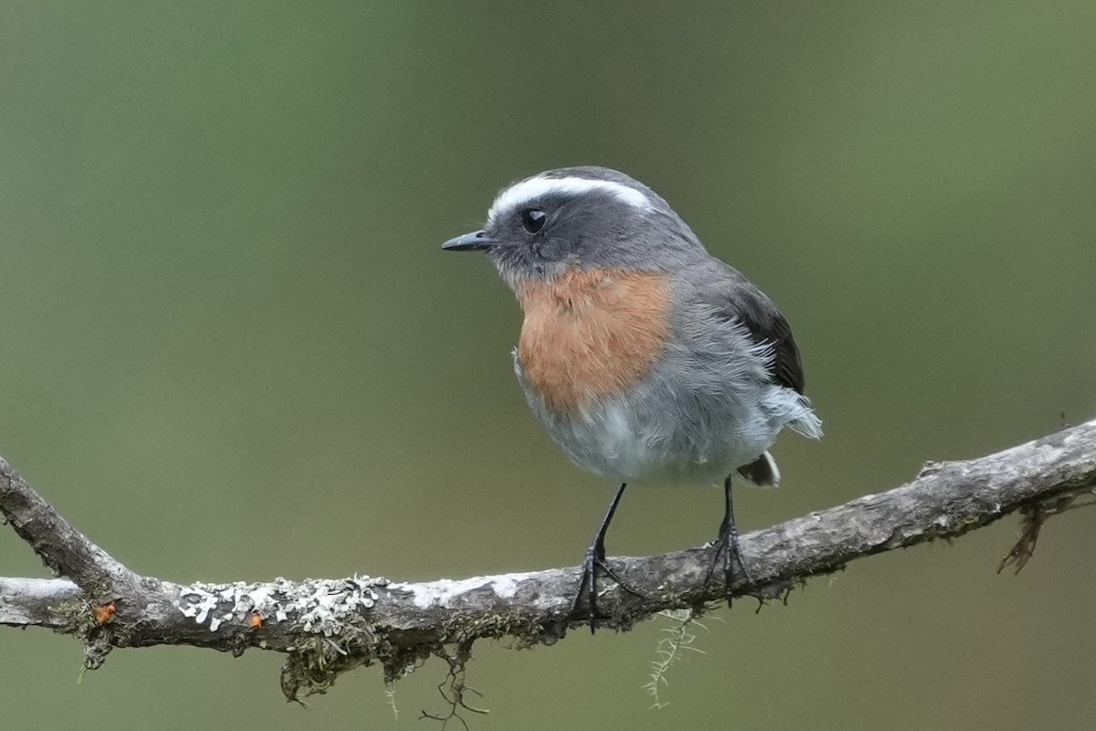 Rufous-breasted Chat-Tyrant - ML643634174