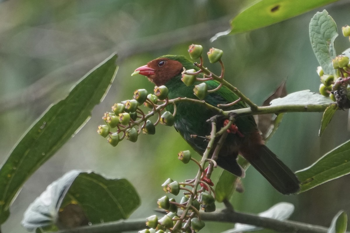 Grass-green Tanager - ML643634180