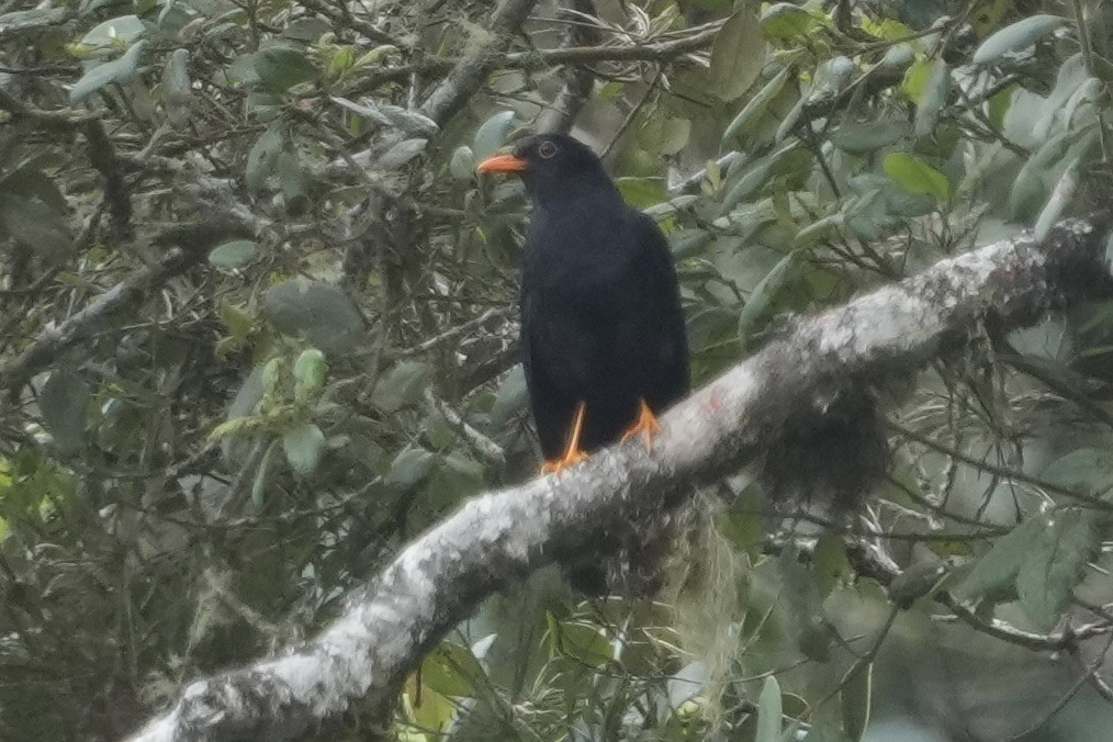 Glossy-black Thrush - ML643634194