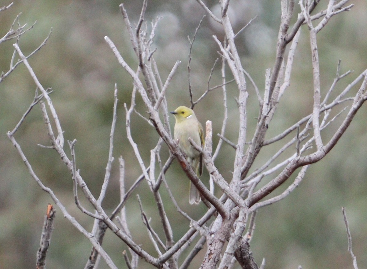 White-plumed Honeyeater - ML643634204