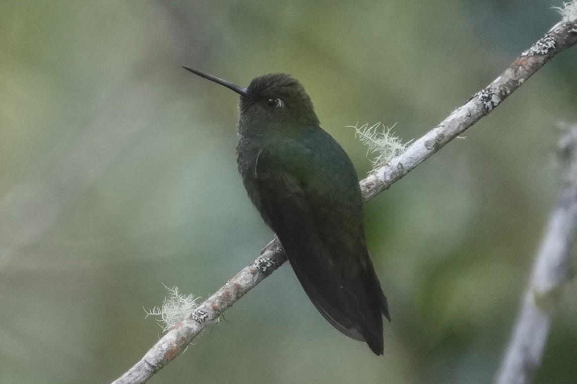 Calzadito Verdoso Sureño - ML643634232